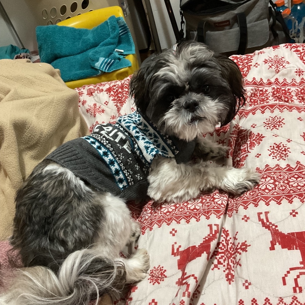 Meet your Posher, Kyrsten